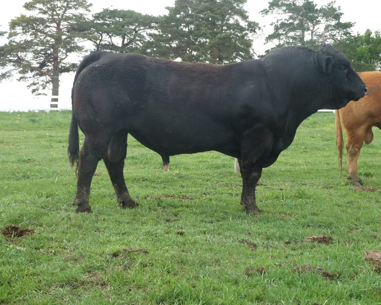 Sires of Breeding Program in Holstein, Iowa | Leonard Limousin & Angus